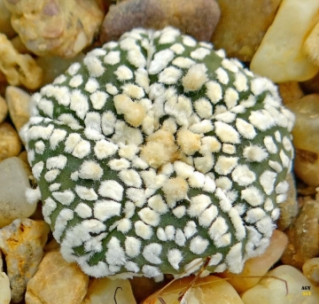 Astrophytum asterias cv. Superkabuto Five Ribs