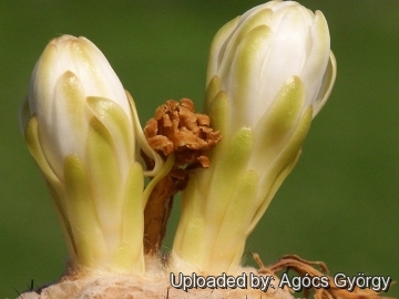 Discocactus tricornis