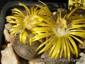 Lithops lesliei C342 10 km NE of Pretoria, South Africa