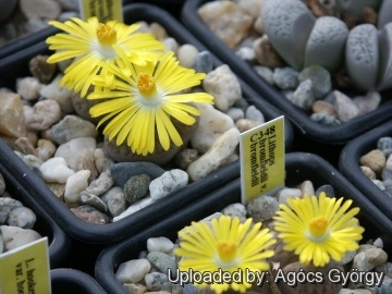 Lithops bromfieldii C348 20km East of Upington, Cape Province, South Africa