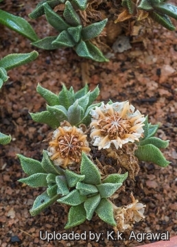 Nananthus vittatus