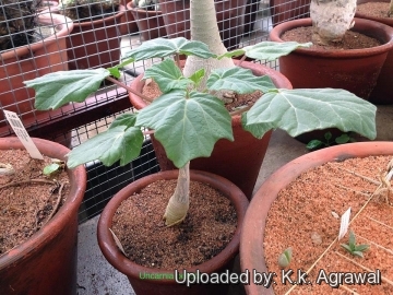 Uncarina peltata