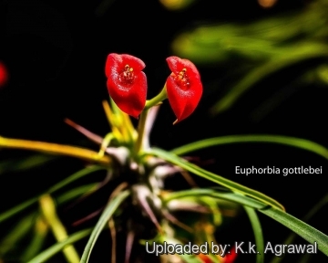 Euphorbia gottlebei