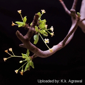 Bursera hindsiana