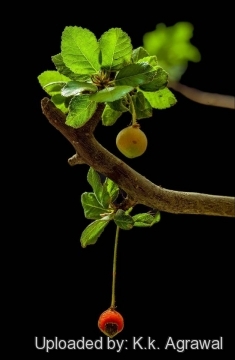 Bursera hindsiana