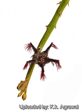 Caralluma adscendens var. fimbriata