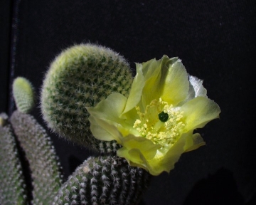 Opuntia microdasys var. albispina