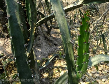 Harrisia pomanensis subs. bonplandii