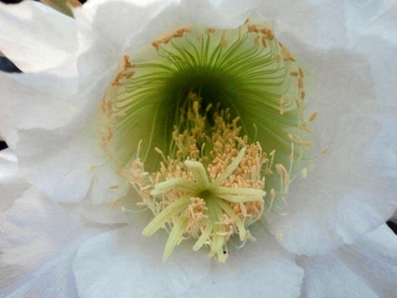 Harrisia pomanensis subs. bonplandii