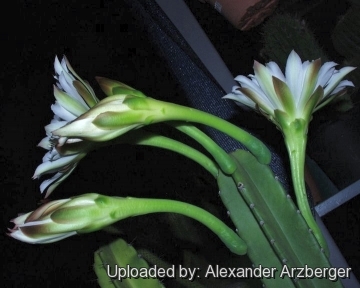 Cereus stenogonus