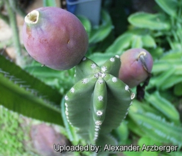 Cereus stenogonus