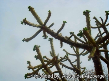 Quiabentia verticillata