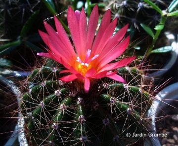 Notocactus horstii f. purpureus