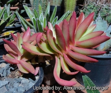 Crassula capitella cv. Campfire