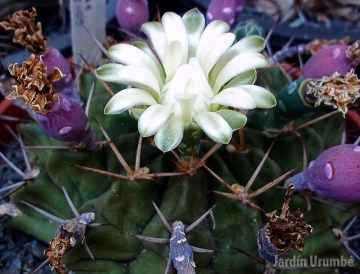 Gymnocalycium marsoneri subs. megatae