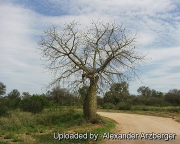 Ceiba insignis