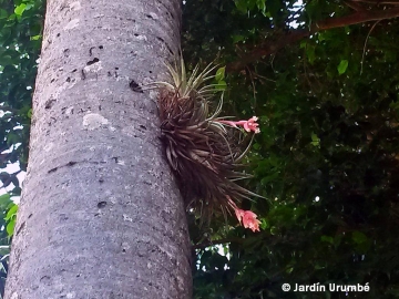 Tillandsia recurvifolia