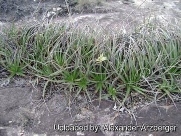 Dyckia tobatiensis