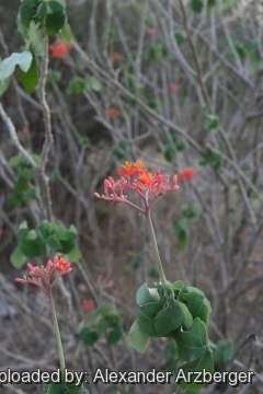 Jatropha podagrica