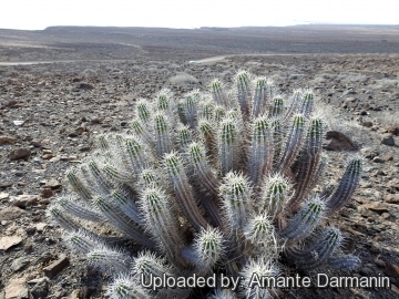 Euphorbia handiensis