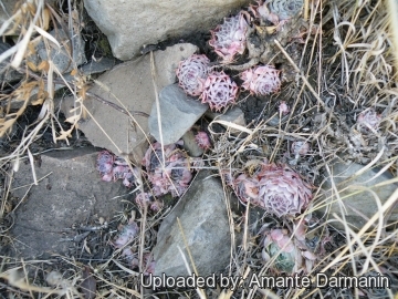 Echeveria secunda