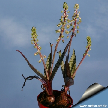 Ledebouria violacea