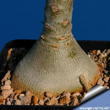 Adenium obesum subs. socotranum