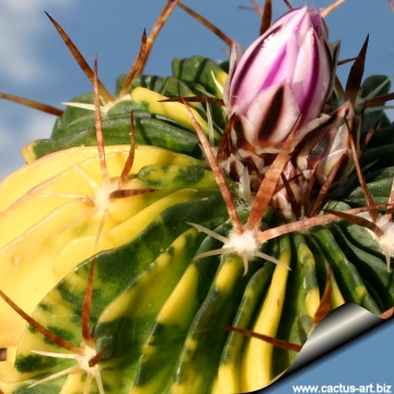 Stenocactus sp. (hybrids) f. variegatus