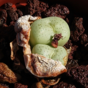 Conophytum truncatum