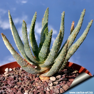 Aloe dichotoma