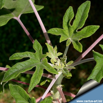 Uncarina decaryi