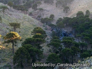 Araucaria araucana