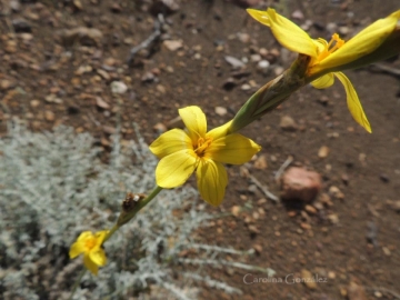 Sisyrinchium arenarium