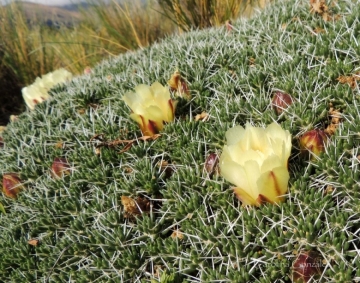 Maihuenia poeppigii