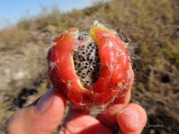 Echinopsis candicans