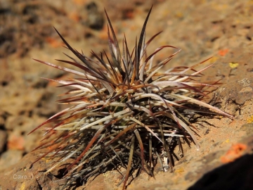 Austrocactus longicarpus