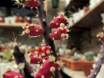 Austrocylindropuntia salmiana