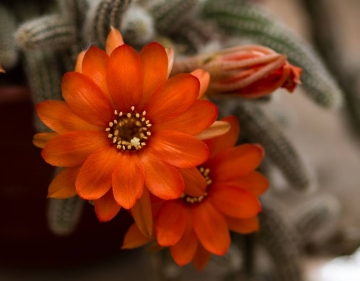 Echinopsis chamaecereus