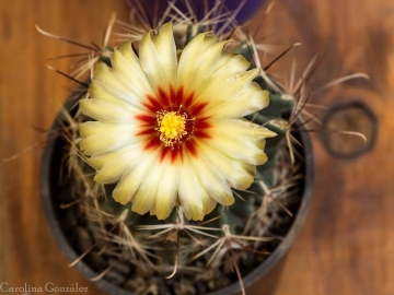 Thelocactus setispinus