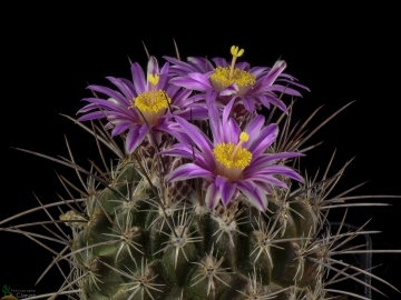 Thelocactus conothelos