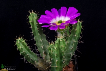 Echinocereus pentalophus