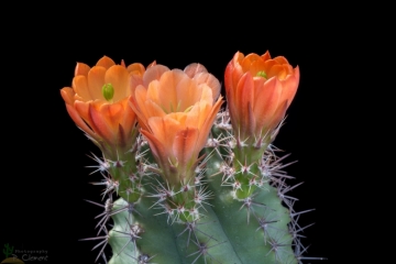 Echinocereus coccineus var. gurneyi