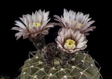 Gymnocalycium bodenbenderianum