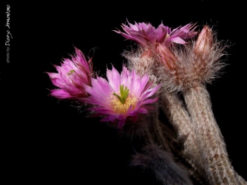 Echinocereus schmollii