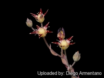 Graptopetalum macdougallii