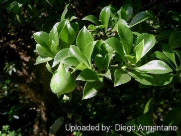 Pereskia quisqueyana