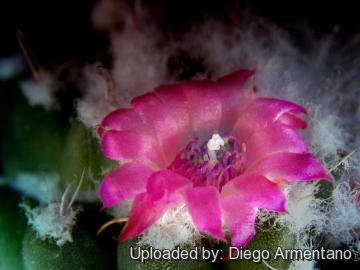 Mammillaria polythele cv. Stachellos