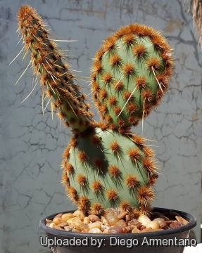 Opuntia engelmannii subs. aciculata