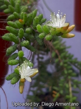 Rhipsalis mesembryanthemoides