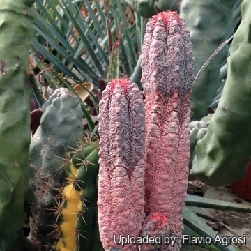 Euphorbia abdelkuri cv. Damask